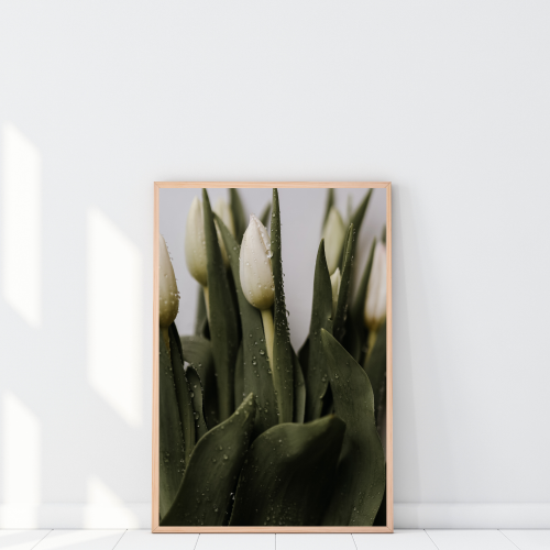 Plakat z białymi tulipanami w kroplach wody to świeża dekoracja, która ożywia wnętrze i dodaje mu klasy