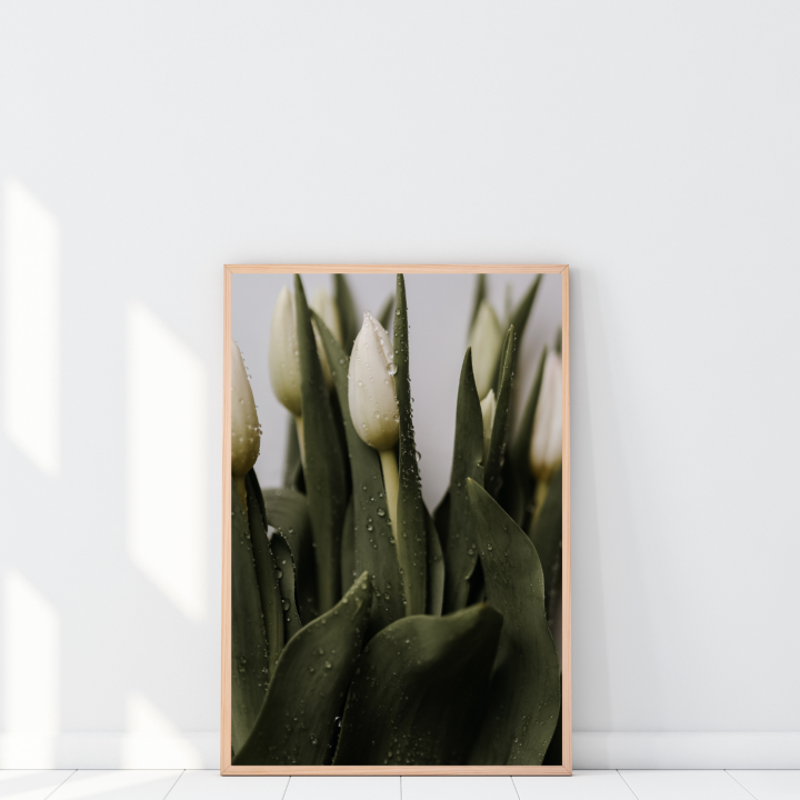 Plakat z białymi tulipanami w kroplach wody to świeża dekoracja, która ożywia wnętrze i dodaje mu klasy