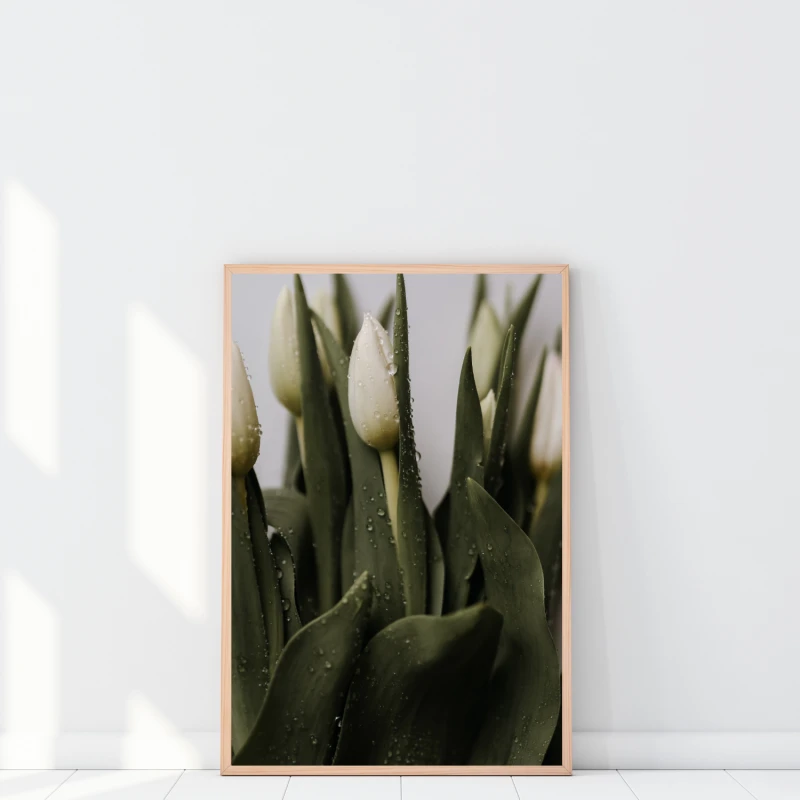Plakat z białymi tulipanami w kroplach wody to świeża dekoracja, która ożywia wnętrze
