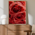 Plakat kwiatowy z czerwonymi różami to wydruk fine art premium
