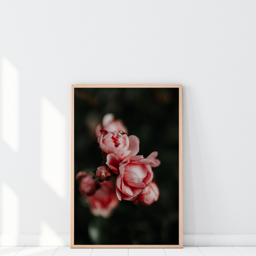 Plakat z różami w technice macro to autorska fotografia na ścianę do salonu lub sypialni