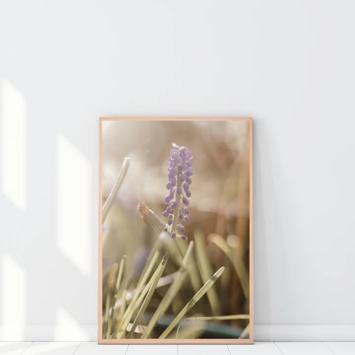Plakat do salonu z autorską fotografią szafirku w złotej godzinie to stylowa dekoracja ścienna