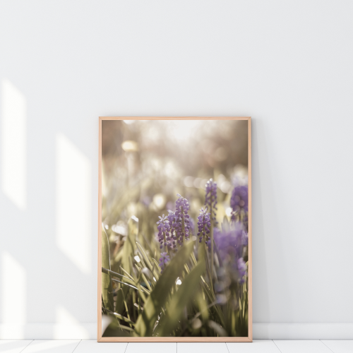 Plakat do salonu z fotografią szafirków to dekoracja ścienna z naturalnym motywem kwiatowym