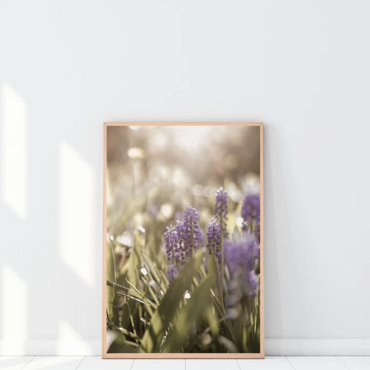 Plakat do salonu z fotografią szafirków to dekoracja ścienna z naturalnym motywem kwiatowym