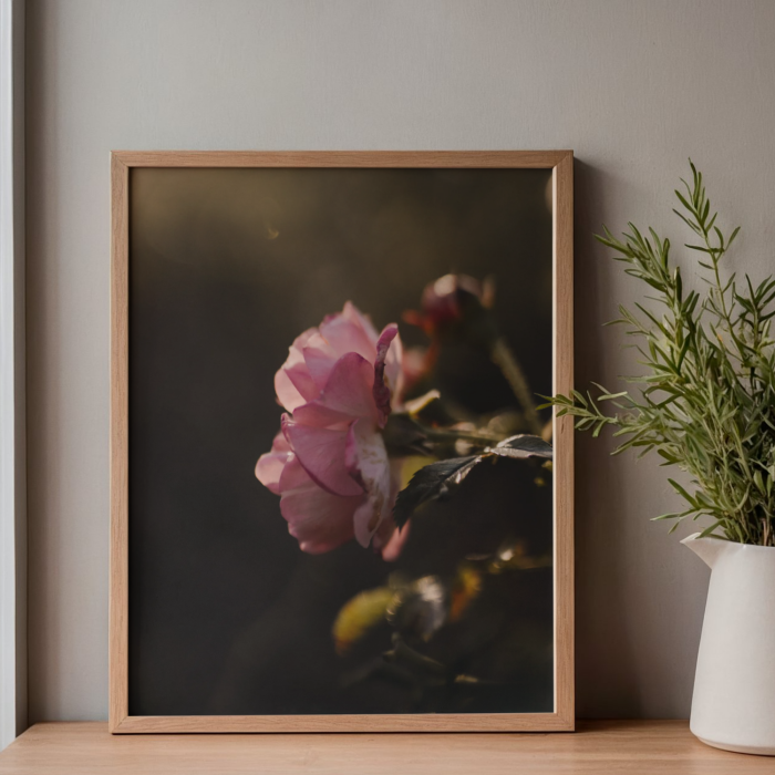 Botaniczny poster z rozowa roza na tle zachodzacego slonca do salonu lub gabinetu